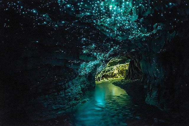 Glowworms lighting up the caves of Waitomo