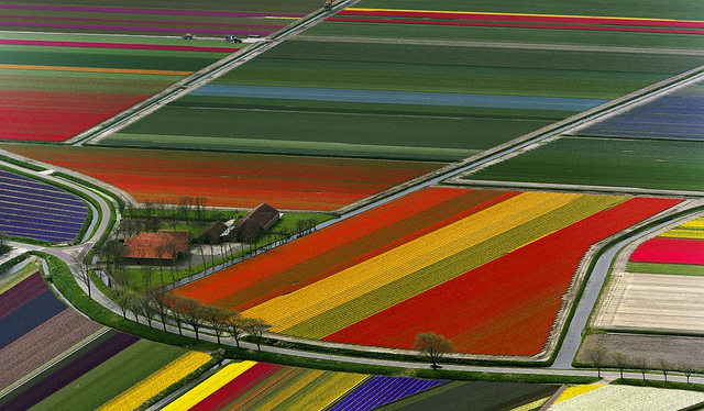 An aerial view of wide, colorful stripes of tulips covering expansive fields