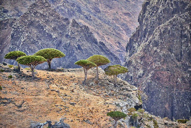 Lush green trees standing on the edge of a rocky cliff on Socotra island