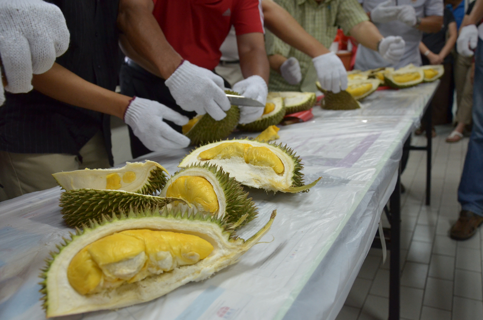 Carefully cutting open durians