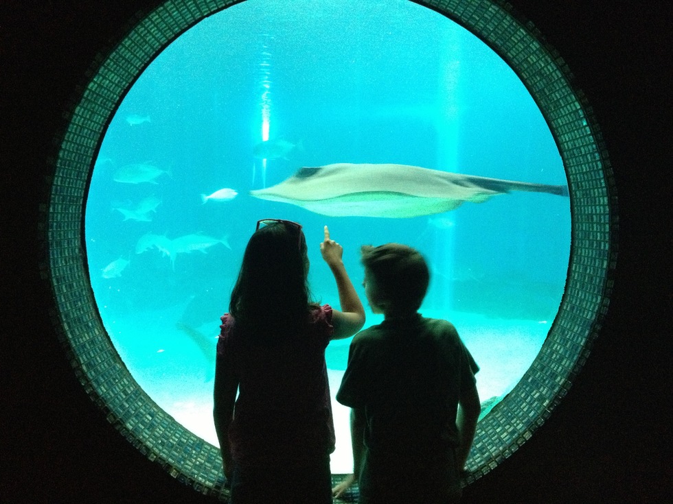 Children gaze at a giant stingray at the Maui Ocean Center