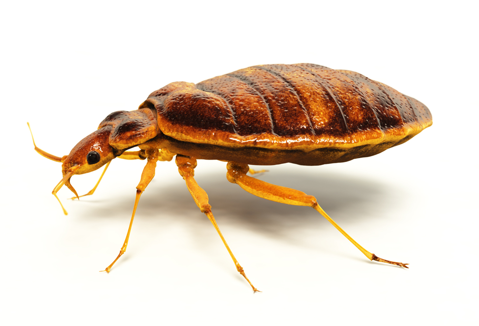 How to Avoid Bedbugs While Traveling | Frommer's