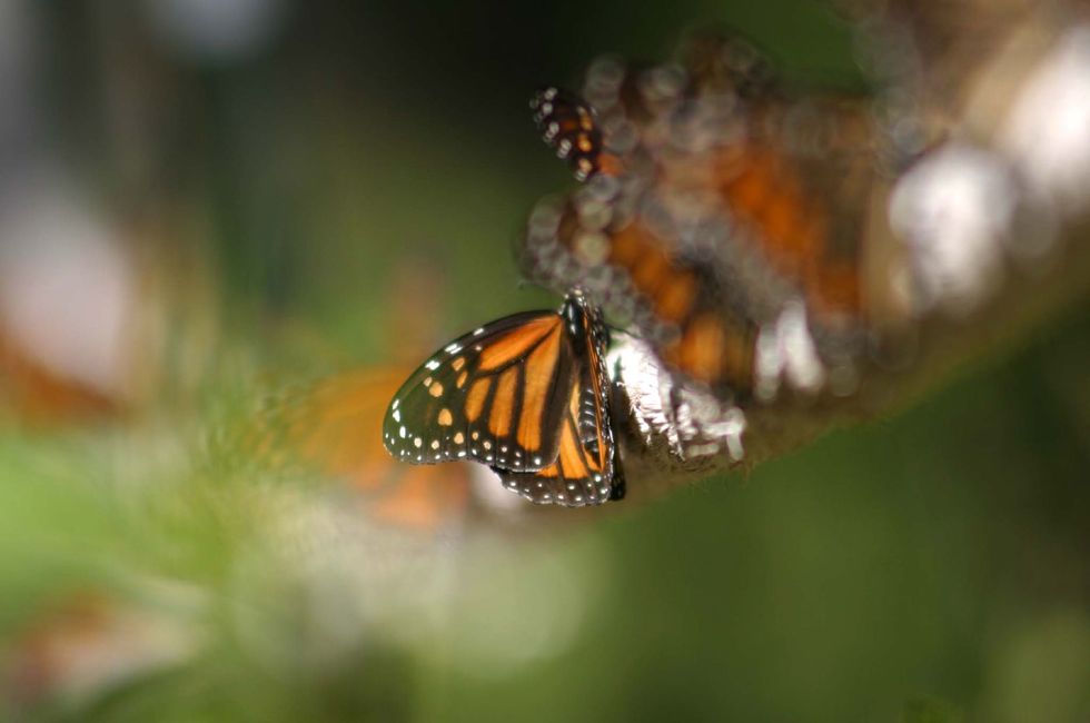 A monarch butterfly perches on a branch, surrounded by dozens of others, in Michoacan, Mexico