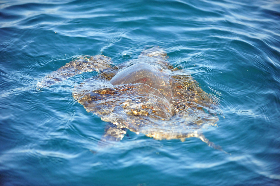 A ridley turtle swims in the water