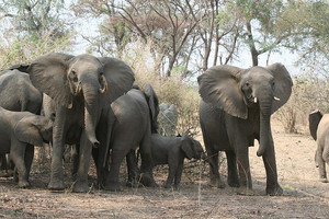A photo of Elephants 