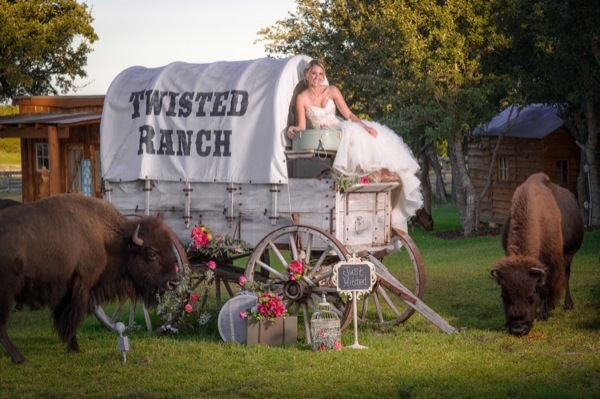 A bride poses atop a covered wagon with two buffalo at Twisted Ranch in Bertram Texas