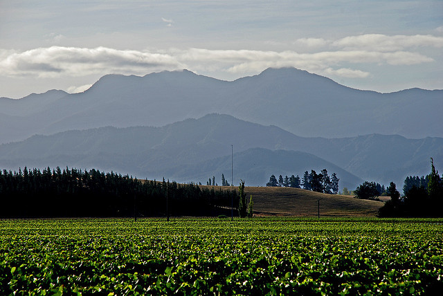 A photo of vineyards in Marlborough 