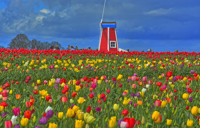 A photo of the windmill at Wooden Shoe Farms in a field of tulips