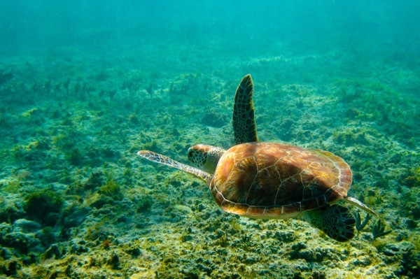 A sea turtle swims throught the sea near Akumal