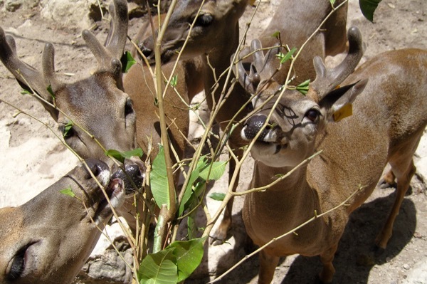 Deer eat leaves at Crococun