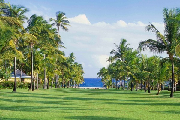 The palm alley at the Nisbet Plantation in Nevis