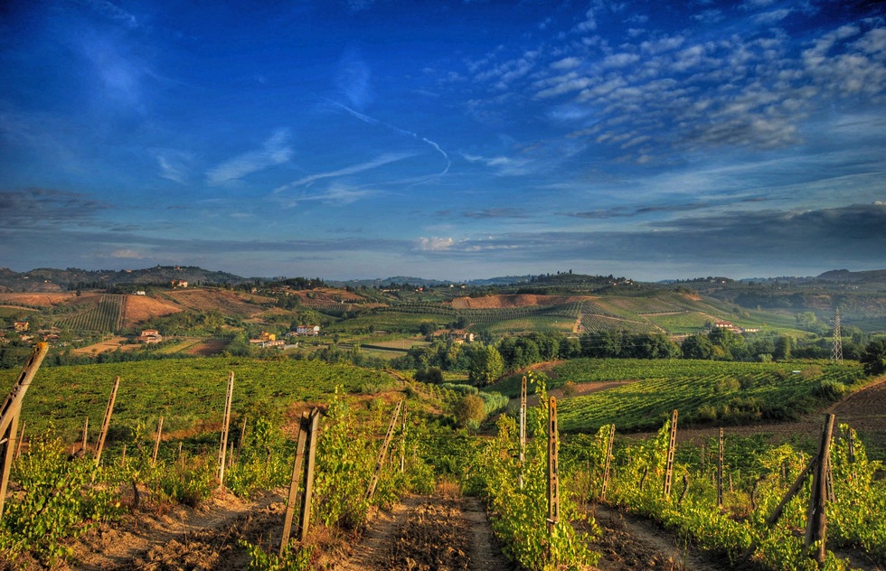 A vineyard in Chianti, Italy.