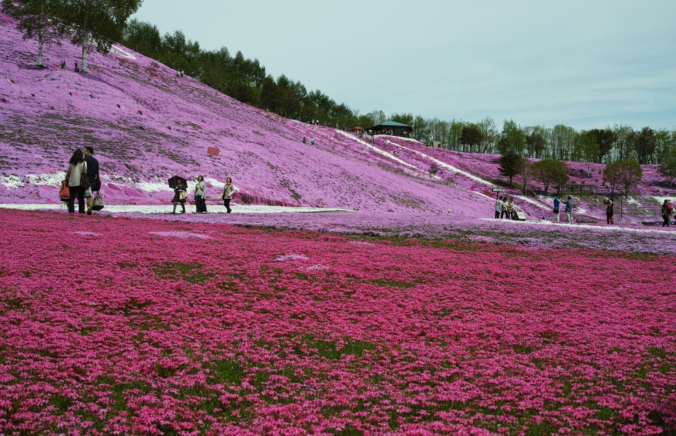 Visitors admire fields of pink flowers in Hokkaido.