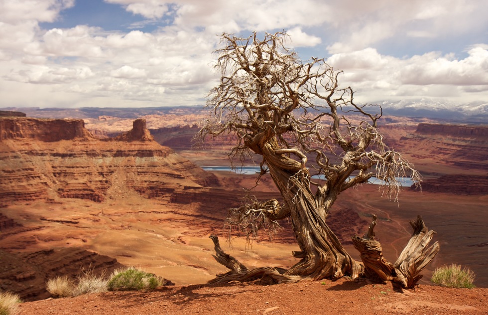 A gnarled tree at the edge of a cliff at Canyonlands National Park.