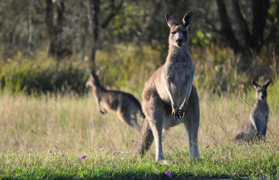 A herd of kangaroos in New South Wales, Australia.