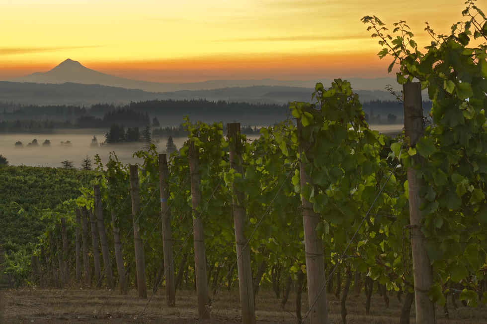 Oregon’s Willamette Valley Wineries