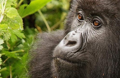 Endangered Animals In Rwanda | Frommer's