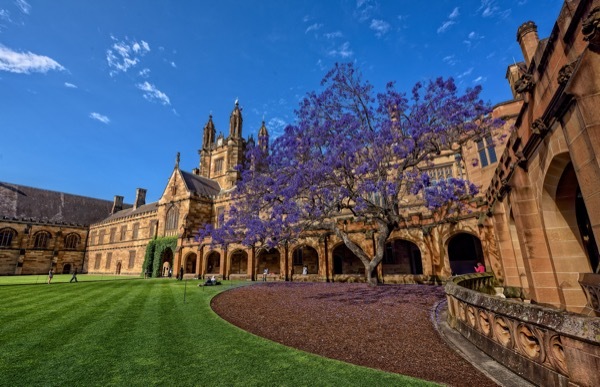 A lilac tree flowers at the University of Sydney in Australia.