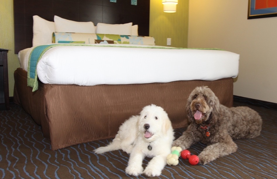 Which Are the Most Pet-Friendly U.S. Hotel Chains (And Which Ones Just Claim They Are)? | Frommer's