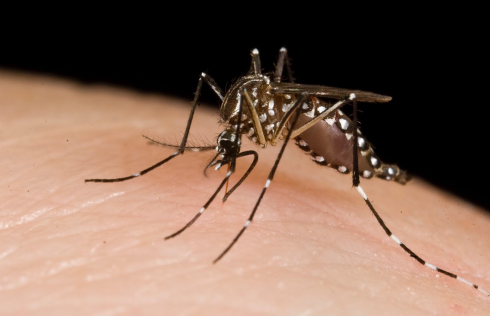 A mosquito chomps on a man's arm