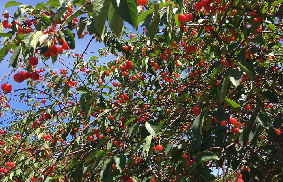 Branches loaded down with cherries