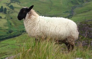 A sheep stands in a meadow in the Irish countryside