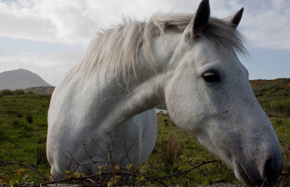A horse in Ireland's Connemara National Park