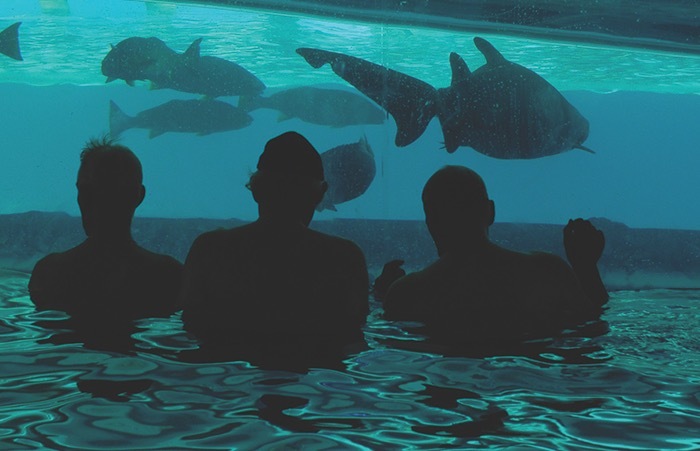 Swimmers at the Golden Nugget Hotel gaze into the shark aquarium that abuts the pool.
