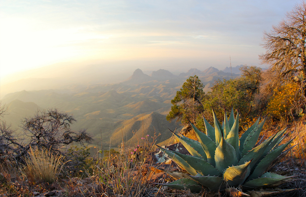 An agave plant at the South Rim overlook of the Chihuahuan Desert