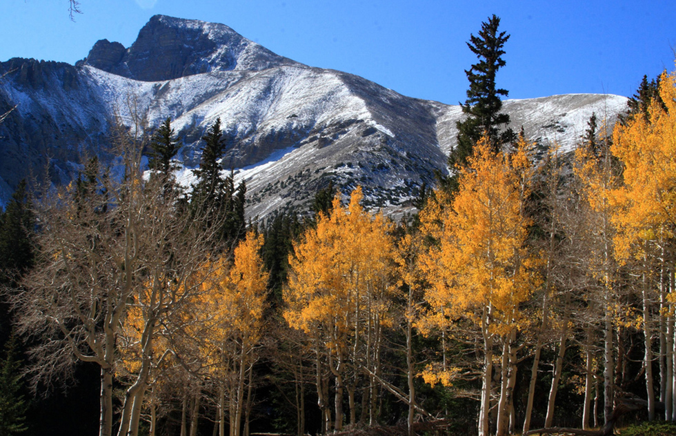 Orange aspen trees at Great Basin National Park in front of snow-dusted mountains
