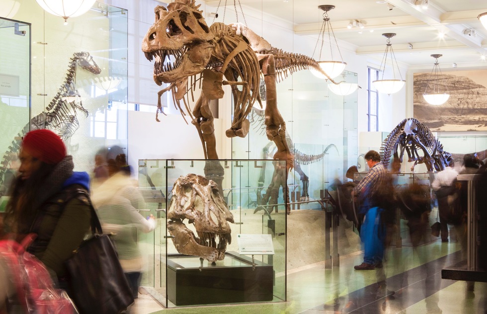 Dinosaur skeletons in the American Museum of Natural History's Fossils Hall in New York City