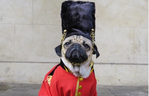 Doug the Pug Does London, a Wine Fountain in Italy, and More: Today's Travel Briefing | Frommer's