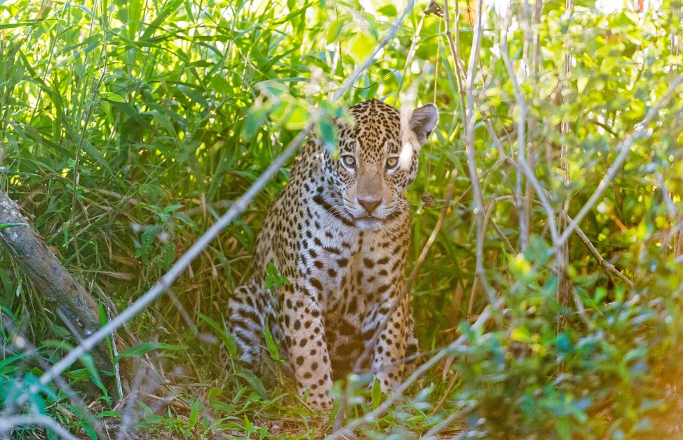 A jaguar in the Pantanal of Brazil.
