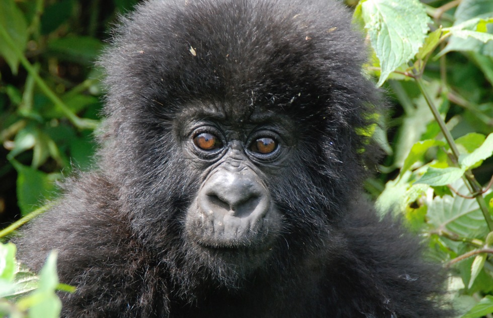 A young mountain gorilla in the Virunga Mountains of northern Rwanda