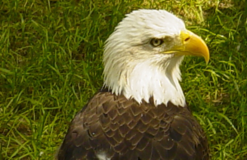 Mississippi River Towns Plan Celebrations for Annual Bald Eagle Migration | Frommer's