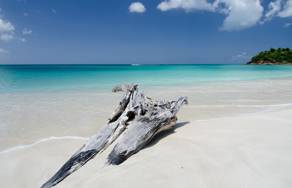 A piece of driftwood on Ffryes Beach, Antigua.
