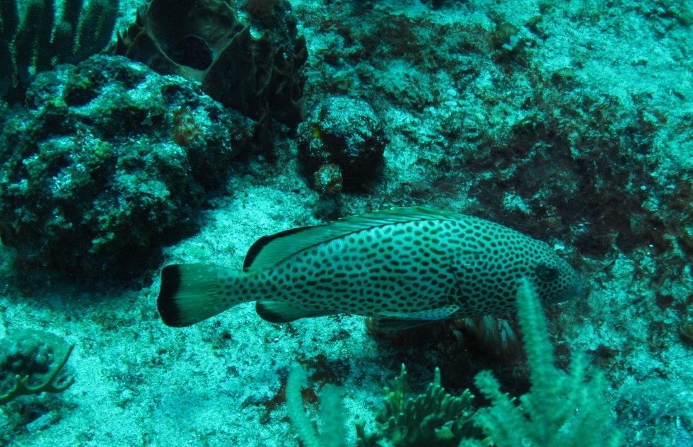 A spotted fish swimming in a coral reef.