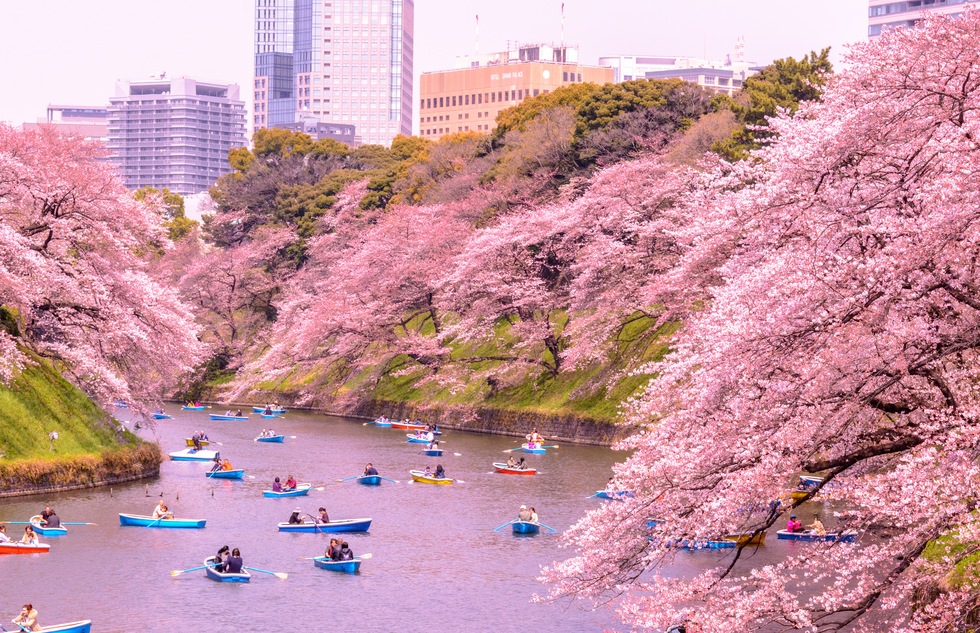 When to See Cherry Blossoms in Japan | Frommer's