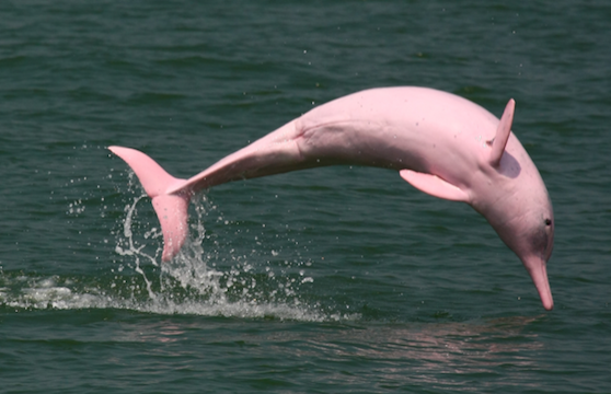 Rare Pink Dolphins Return to the Waters Around Hong Kong | Frommer's