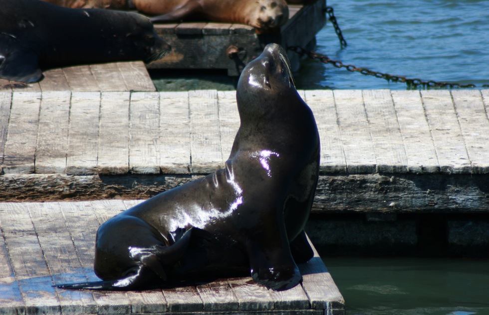 A sea lion at Pier 39 in San Francisco