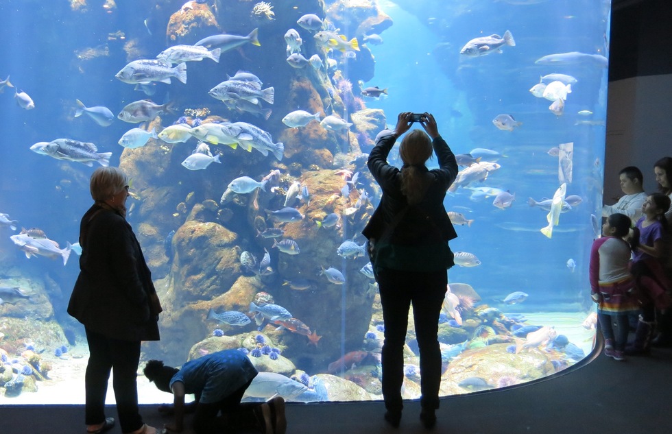 Aquarium at the California Academy of Sciences in San Francisco