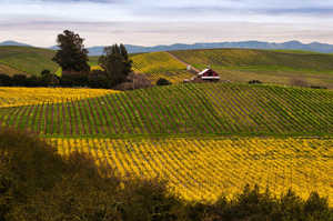 <div>If you&rsquo;re a gourmand, Napa is a dream come true. Oodles of specialty food stores, wineries, farms, and culinary institutes are here to pique your senses. There&rsquo;s a farmers&rsquo; market almost every day of the week. Food and wine pairings are endless. And to top it all off, you have your choice of some of the world&rsquo;s best restaurants, run by some of the world&rsquo;s best chefs. So loosen your belt&mdash;we&rsquo;re going on a culinary tour of Napa Valley.</div><div>&nbsp;</div><div><em>And for a deeper dive into California wine country, check out Frommer&rsquo;s Napa and Sonoma day by day.</em></div><div>&nbsp;</div>