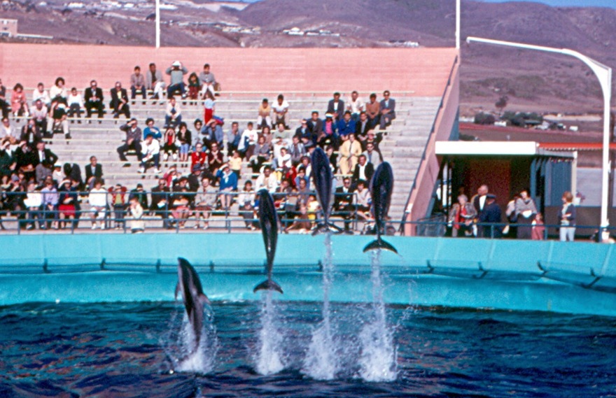 1962 photograph of the dolphin show at Marineland of the Pacific in Palos Verdes, California