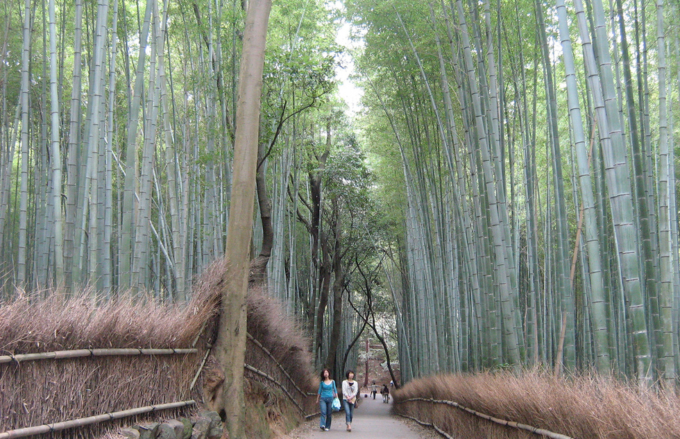 The looming bamboo seem surreal on this walking tour.