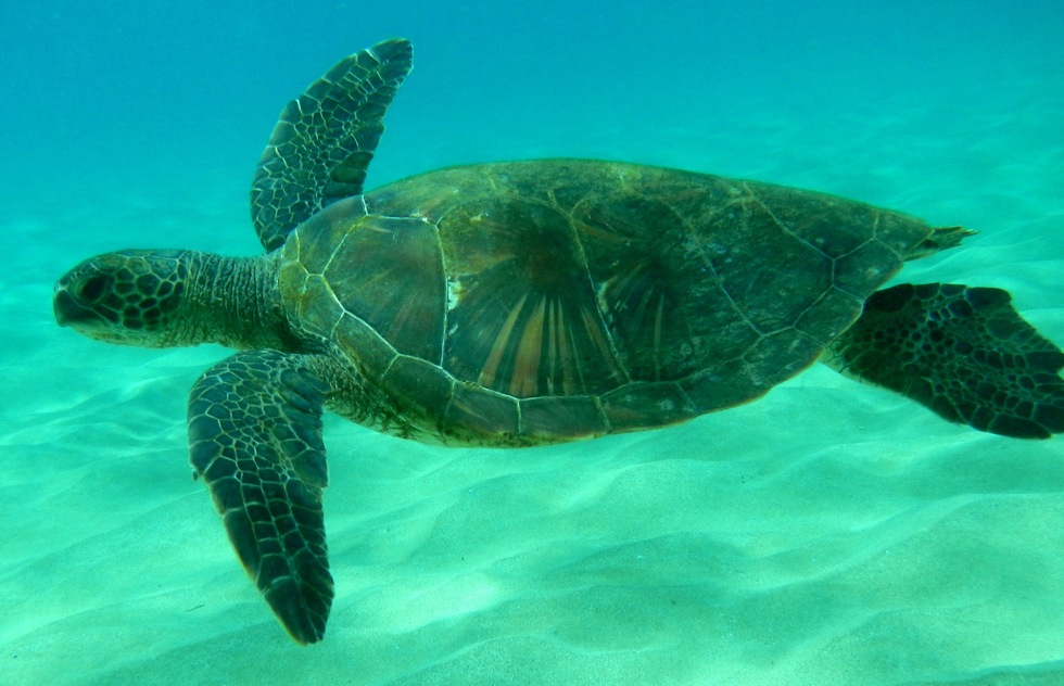 Underwater shot of a turtle in Maui's Kapalua Bay
