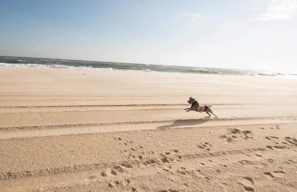 Dog running on Coopers Beach in Southampton on New York's Long Island