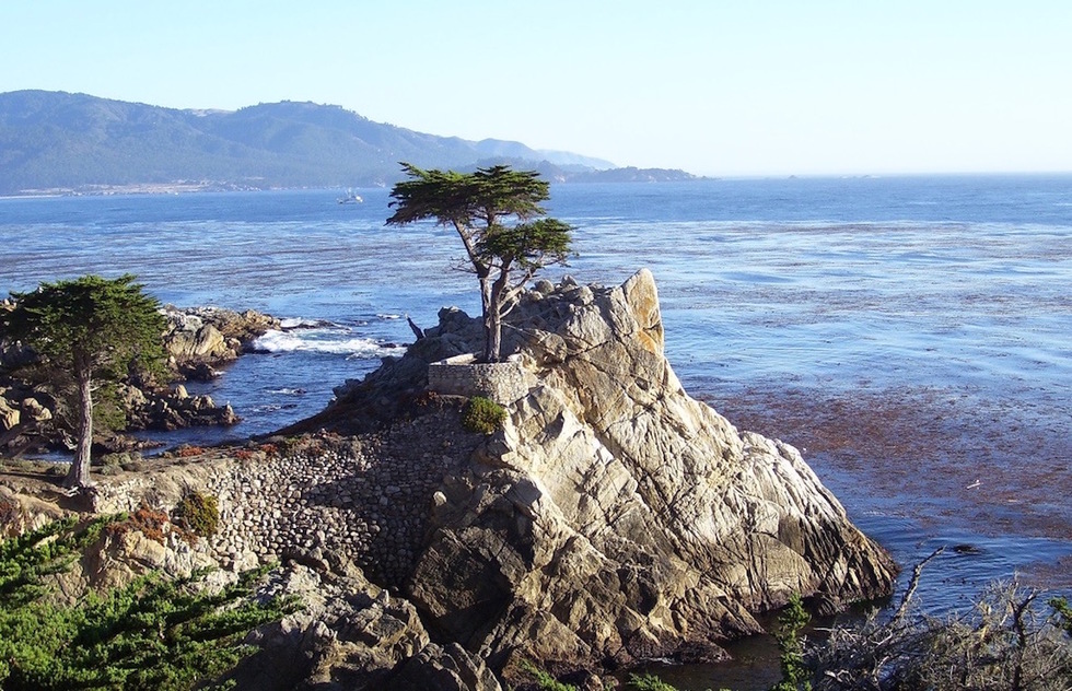 Lone monterey cypress on the coast