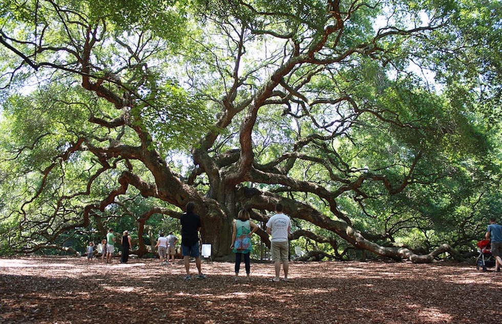 A large live oak tree with people around it