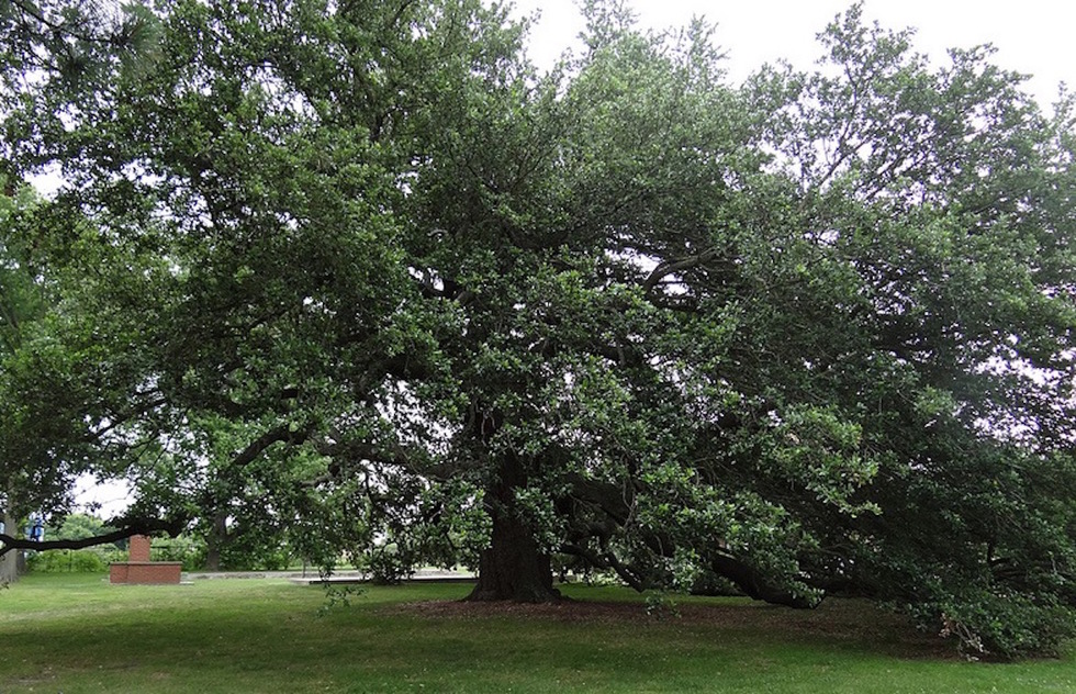 A live oak tree behind a fence