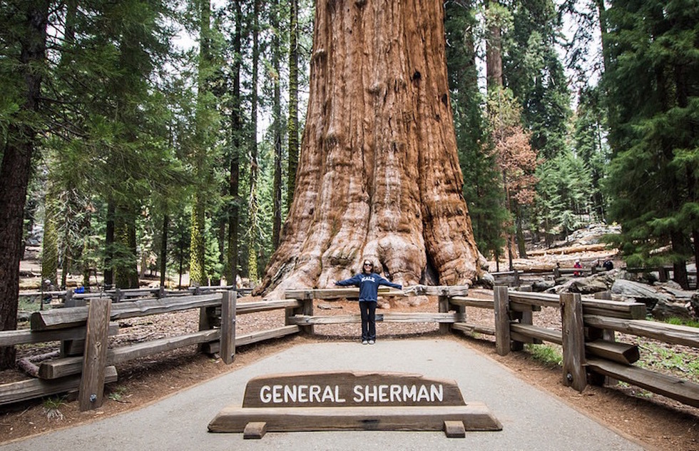 Girl standing in front the massive General Sherman tree 